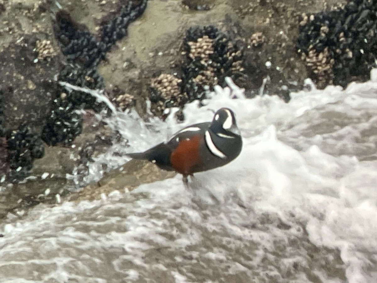 Ahate arlekina - ML647525528