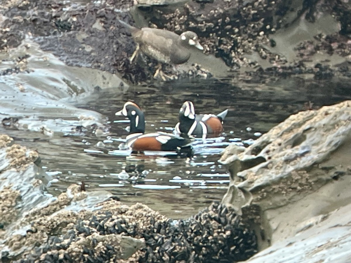 Ahate arlekina - ML647525529