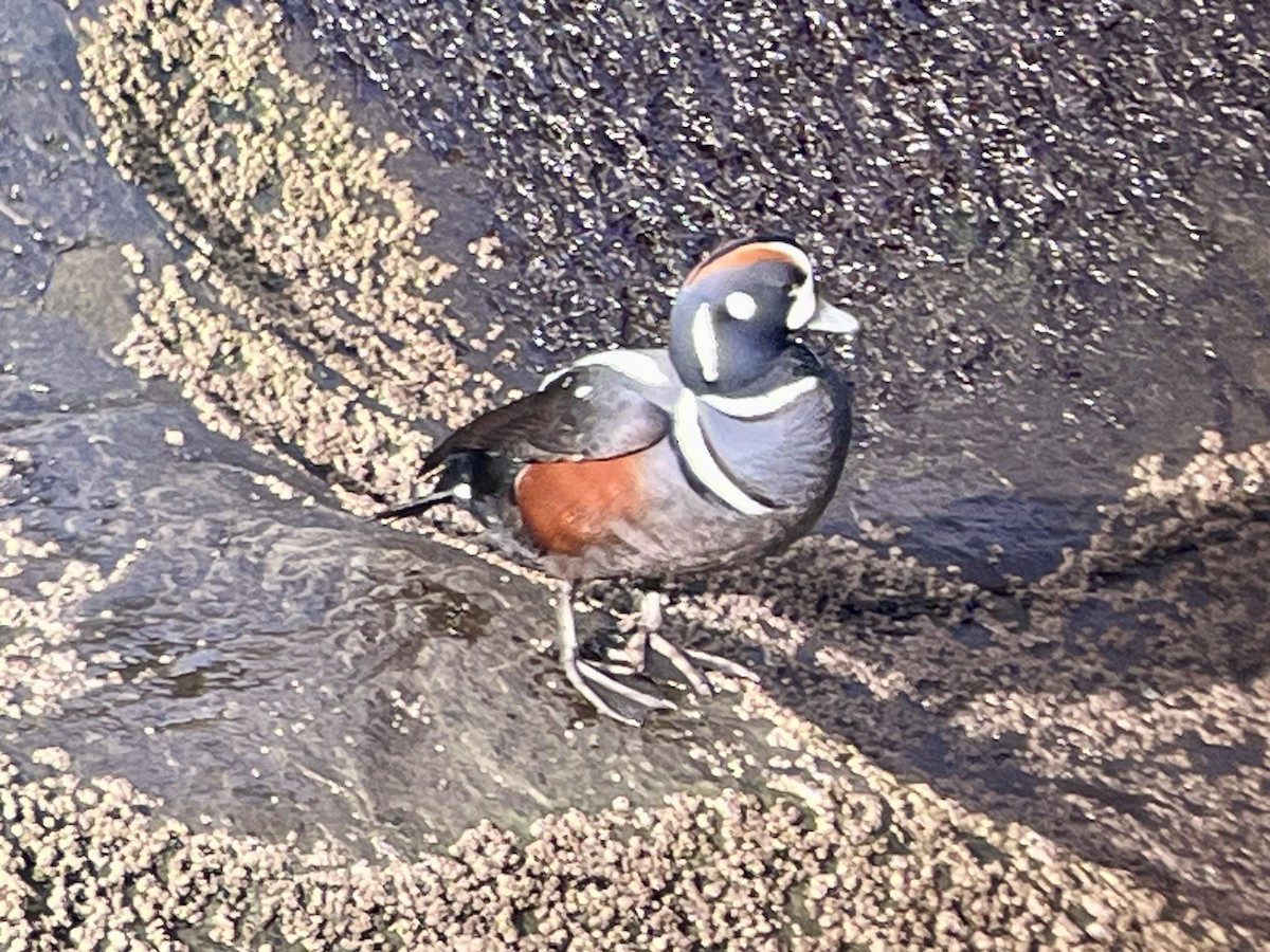 Ahate arlekina - ML647525530