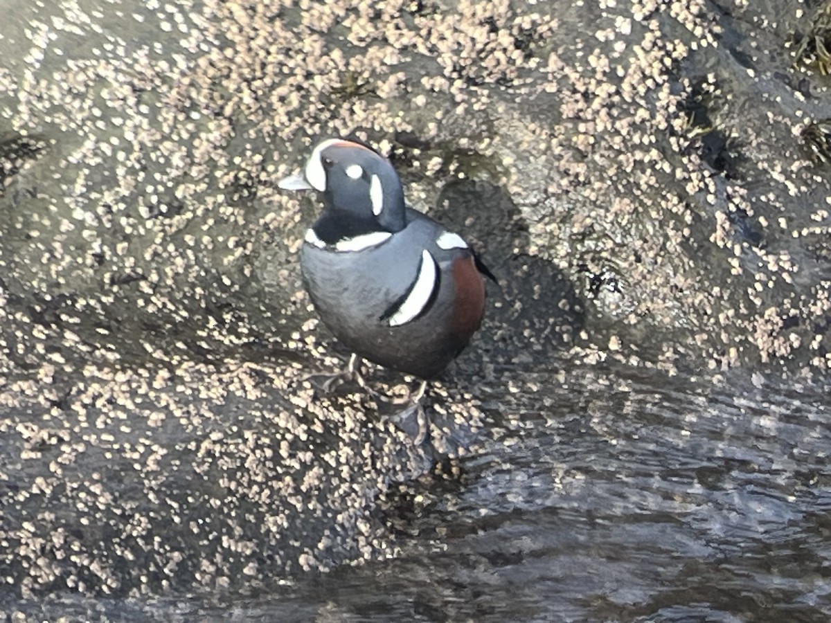 Ahate arlekina - ML647525532