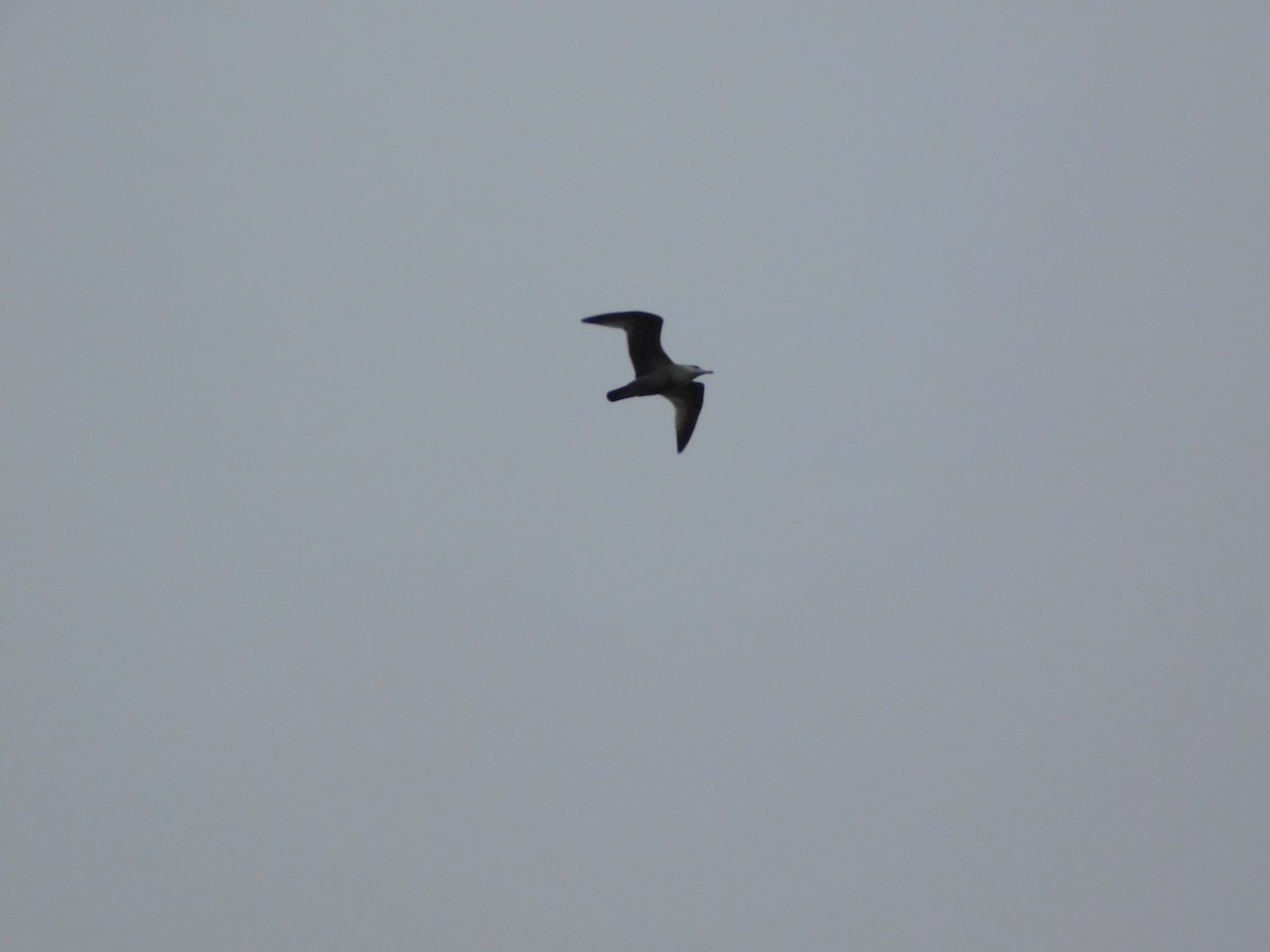 American Herring Gull - ML647525539