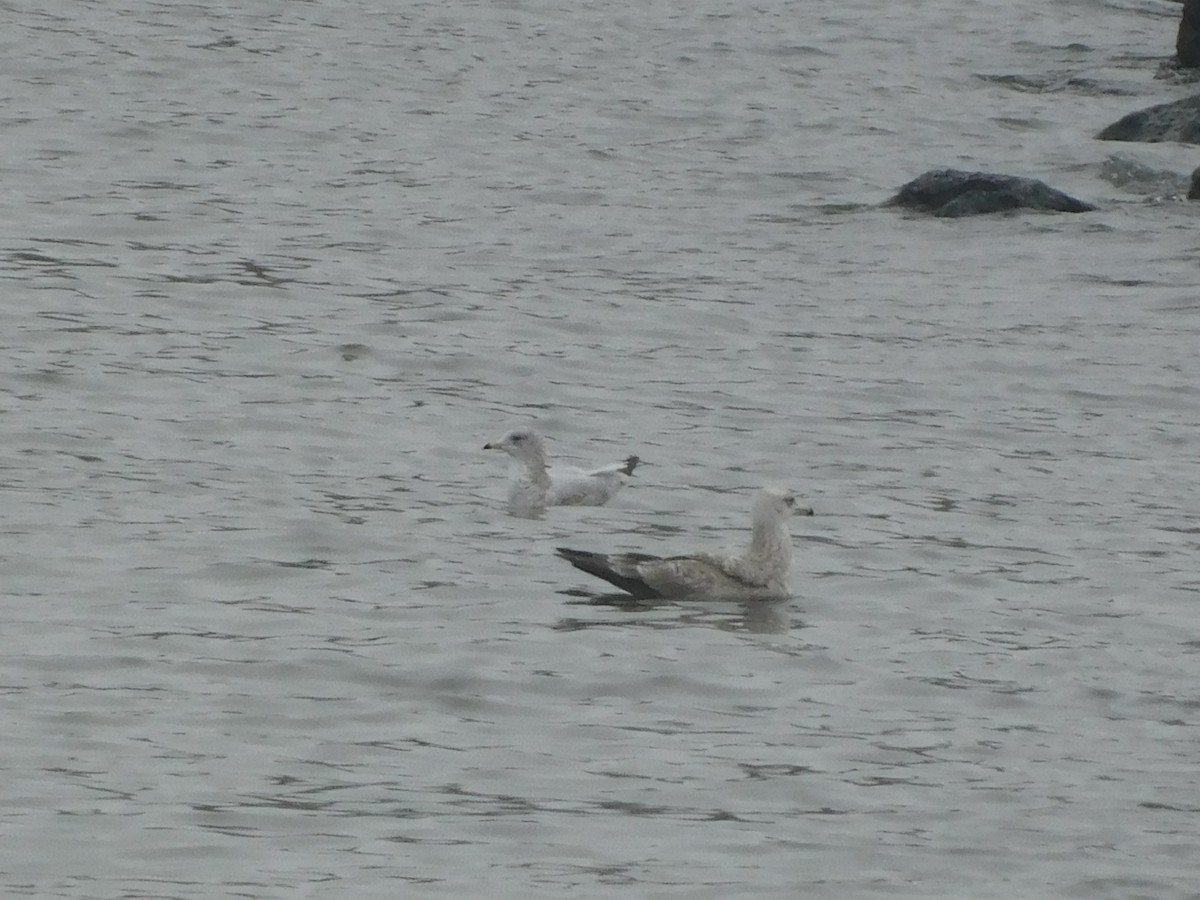 American Herring Gull - ML647525542