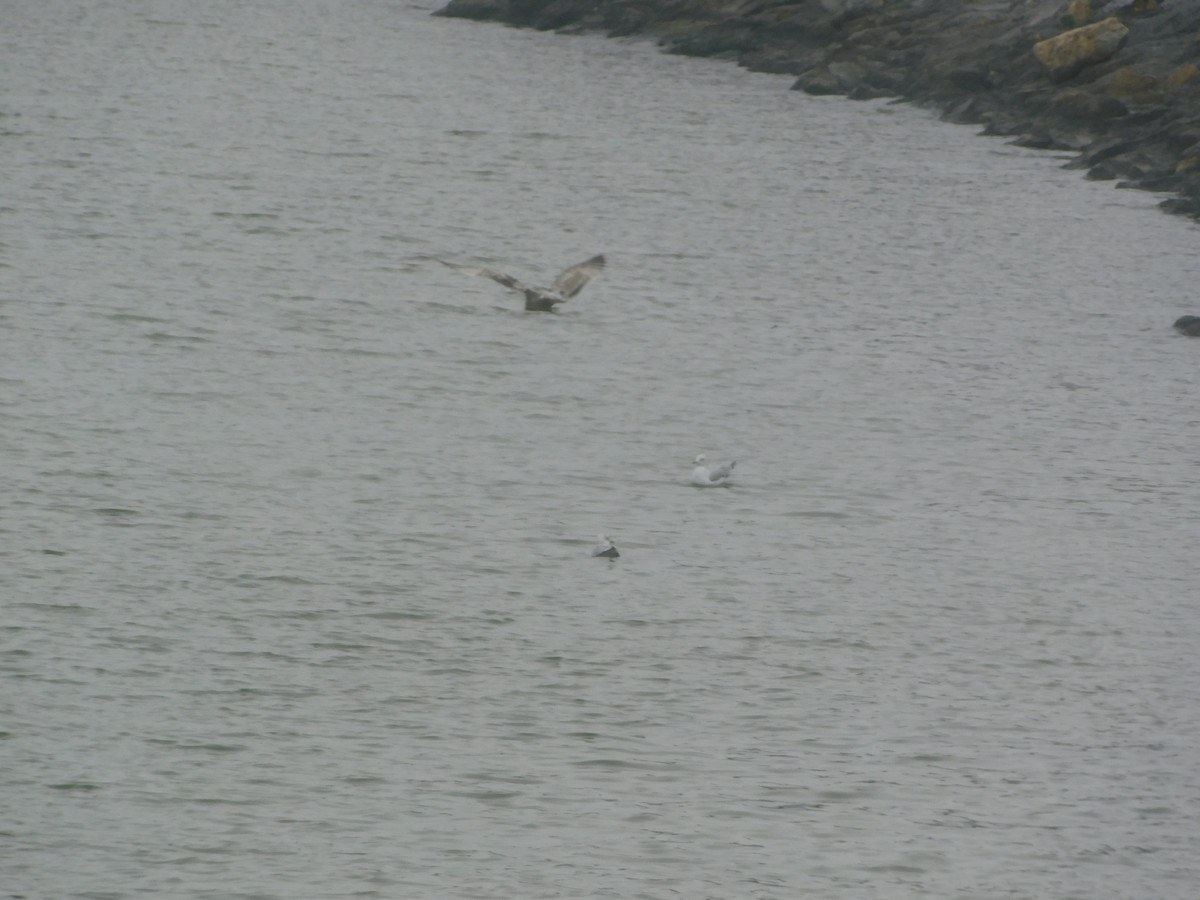 American Herring Gull - ML647525543