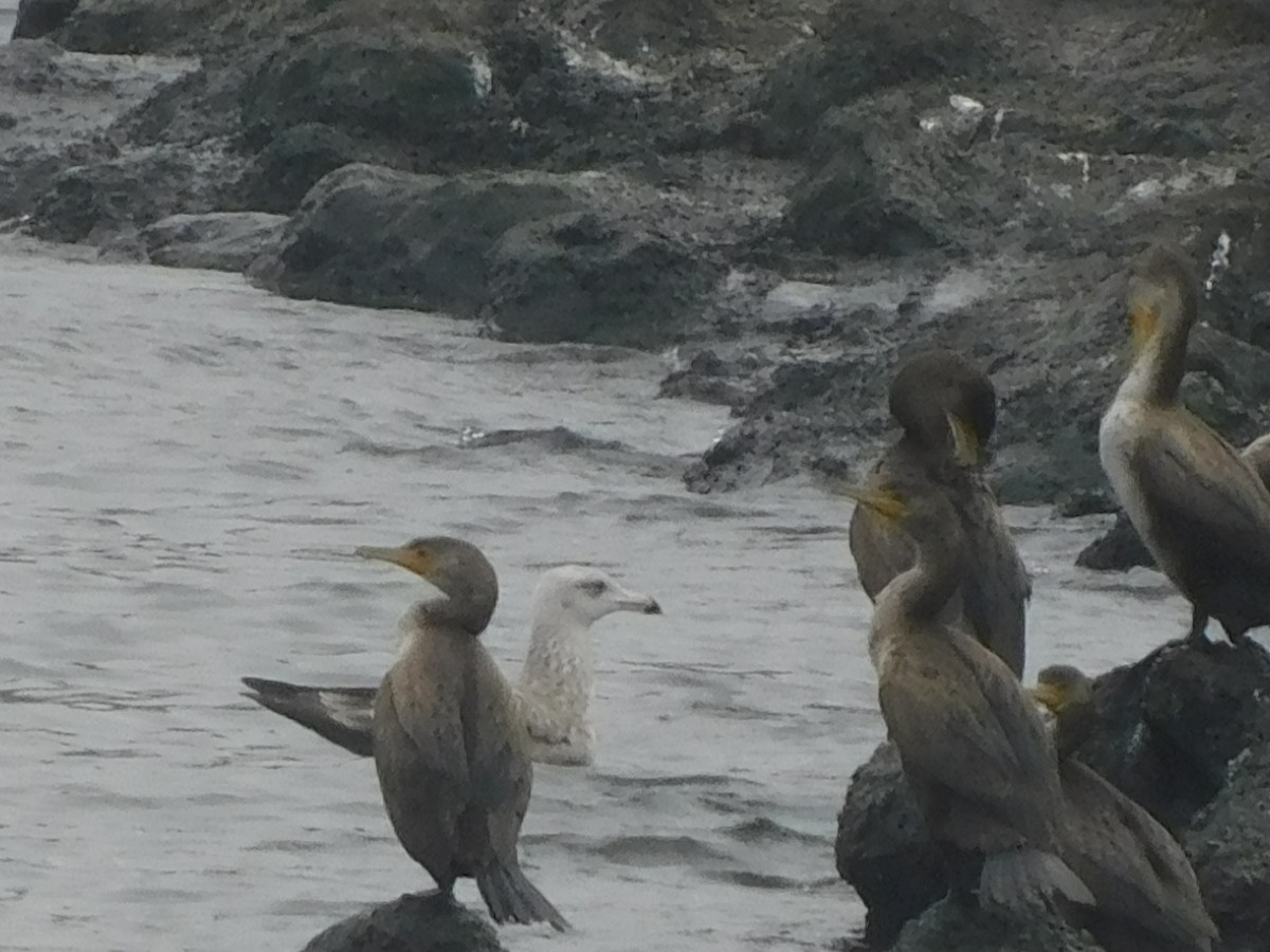American Herring Gull - ML647525545