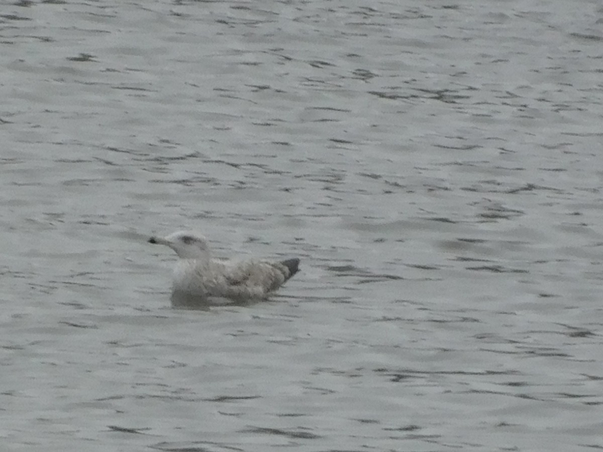 American Herring Gull - ML647525546