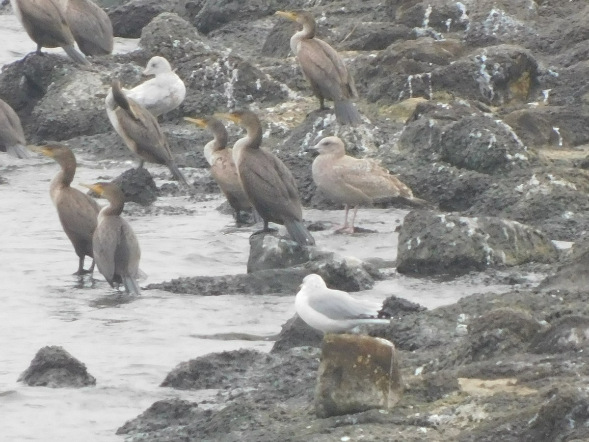 American Herring Gull - ML647525548