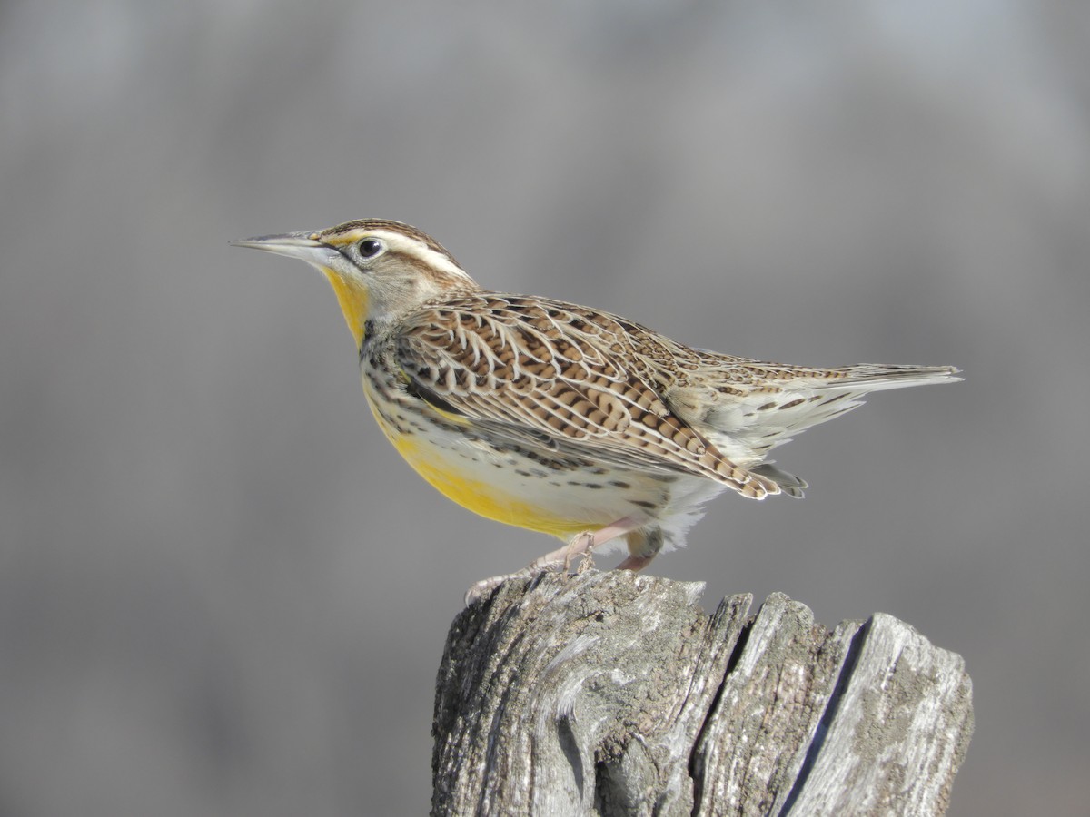 Western Meadowlark - ML647525550