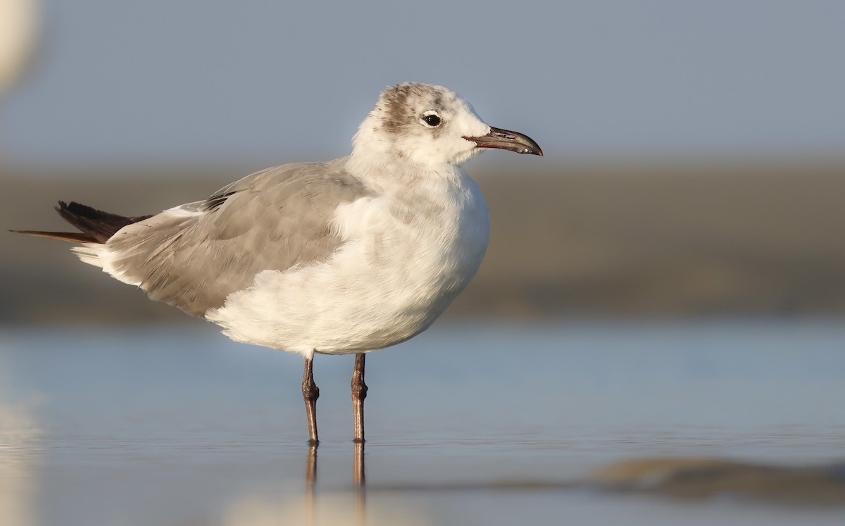 Gabbiano sghignazzante - ML647525595