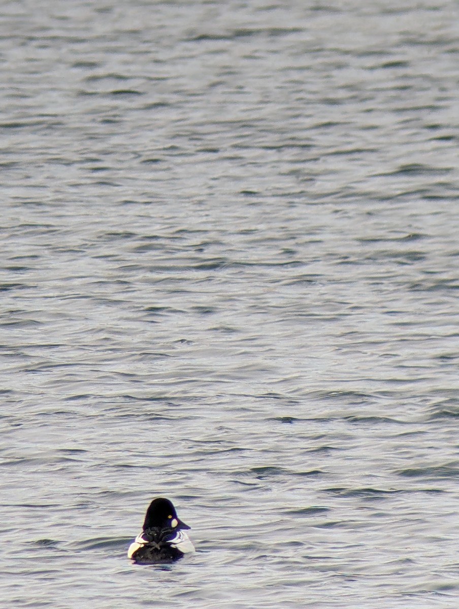 Common Goldeneye - ML647525596