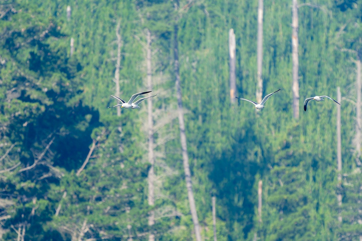 Kelp Gull - ML647525597