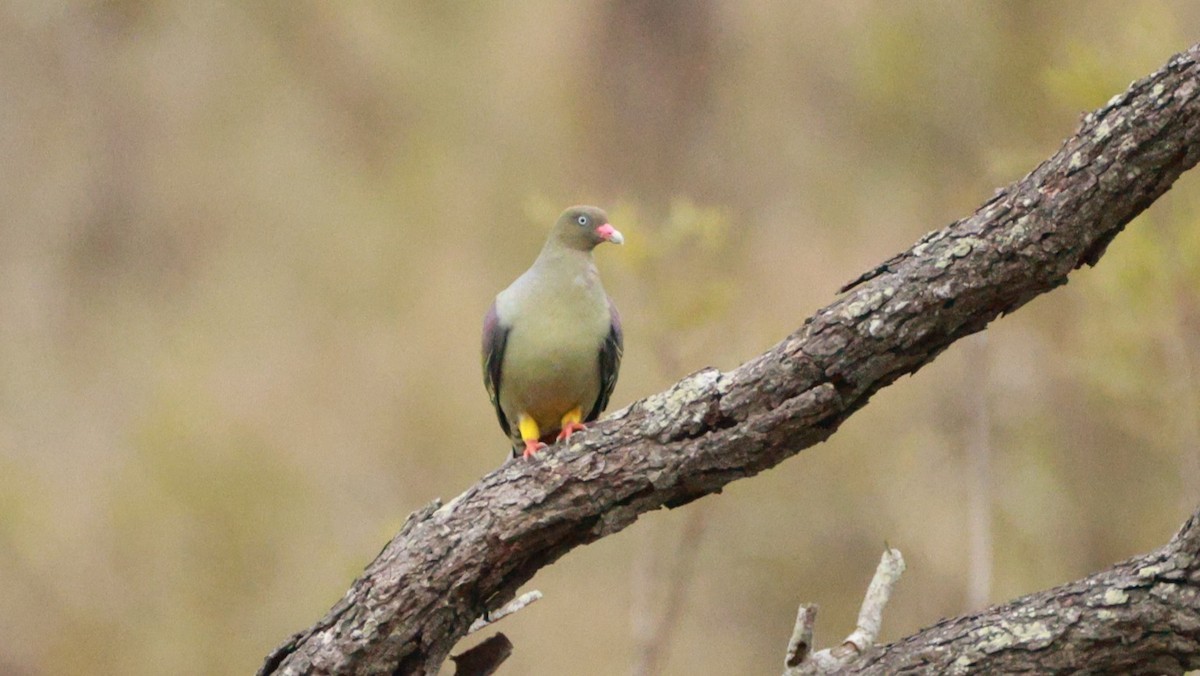 African Green-Pigeon - ML647525598