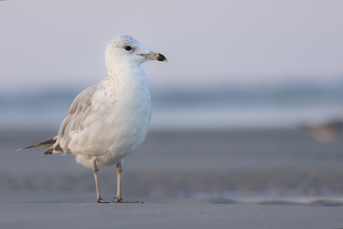 Ring-billed Gull - ML647525600