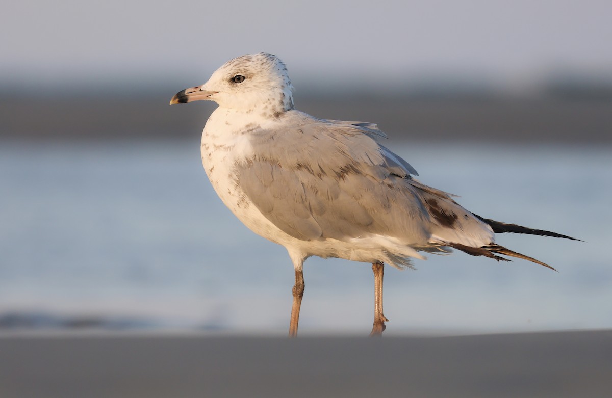 Ring-billed Gull - ML647525601