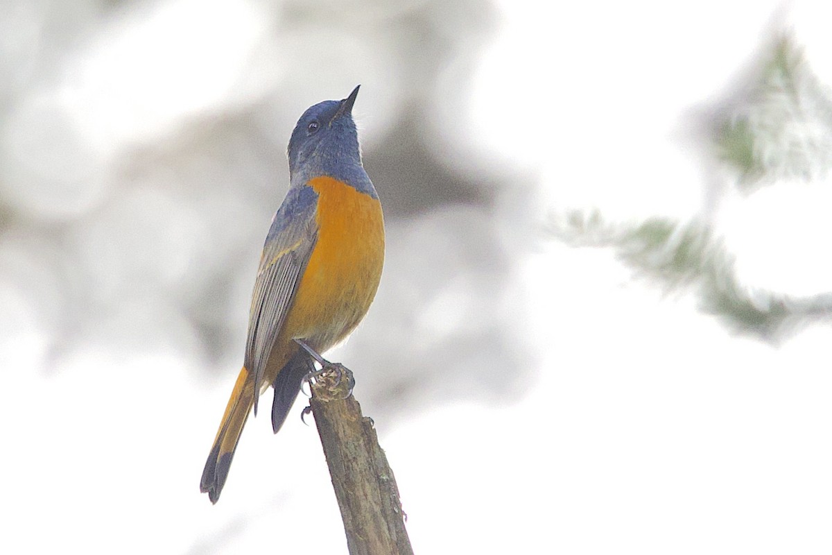 Blue-fronted Redstart - ML647525602