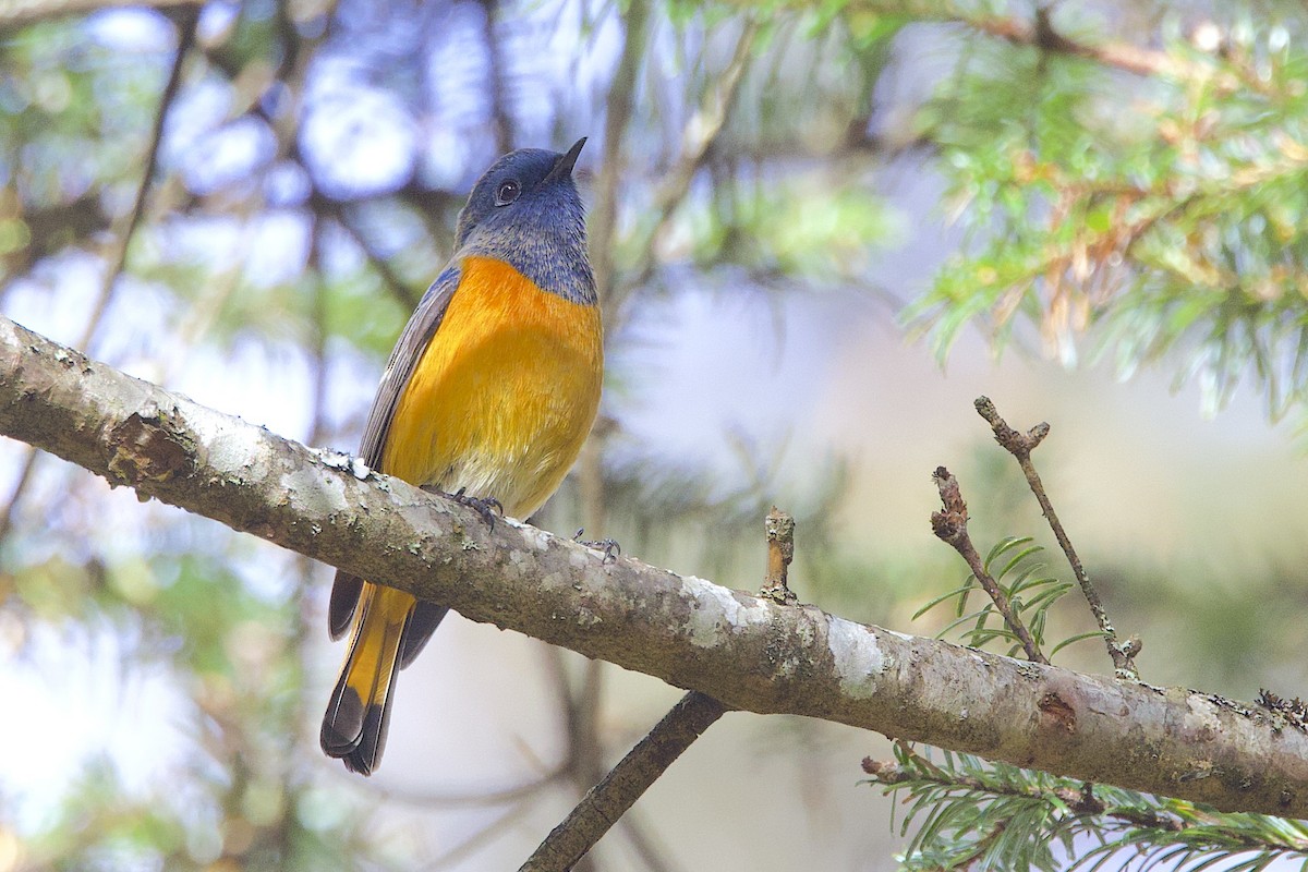 Blue-fronted Redstart - ML647525603