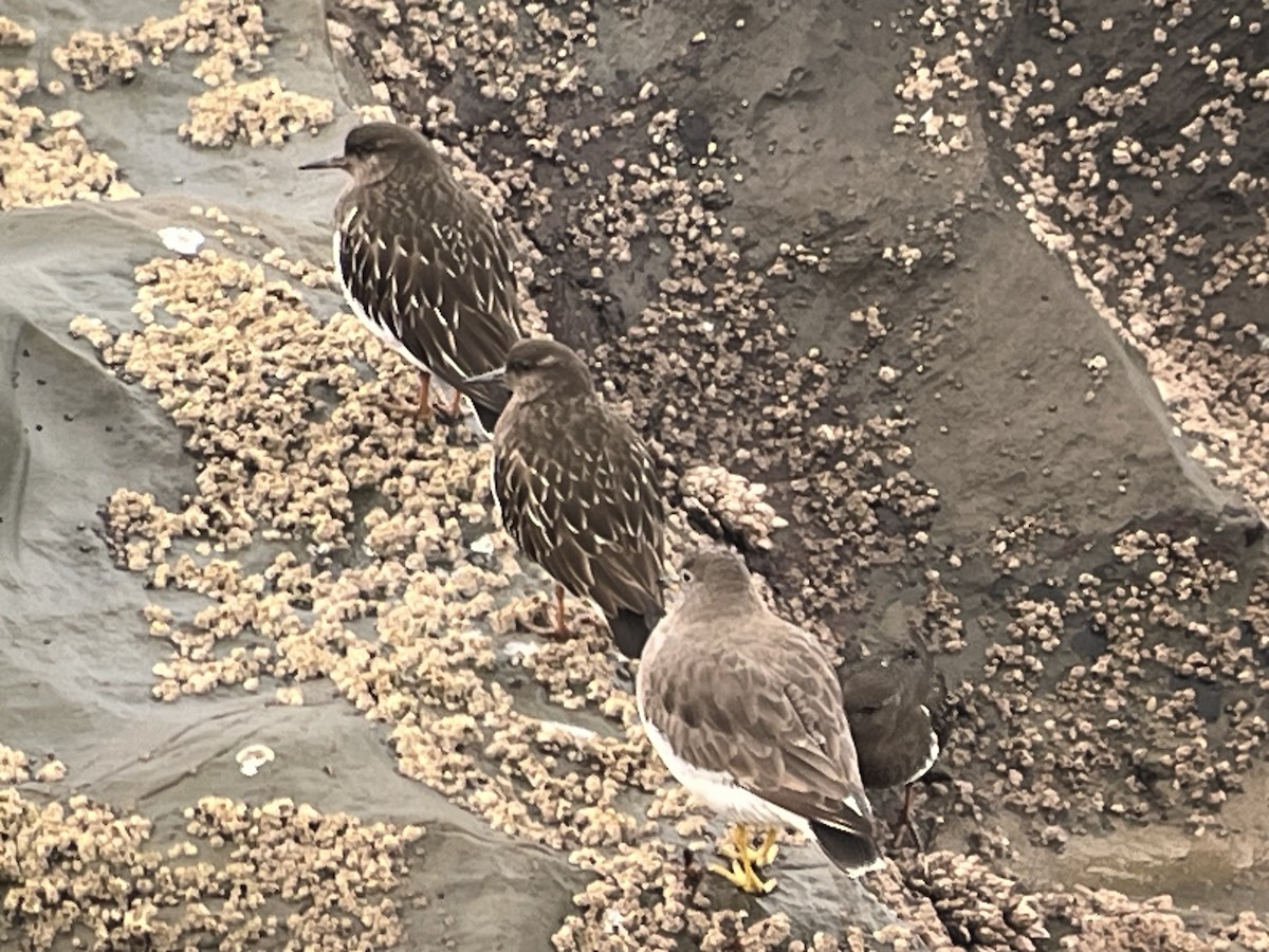 Black Turnstone - ML647525604