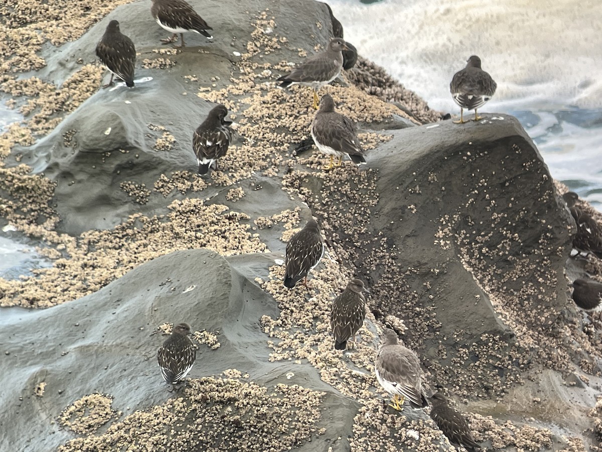 Black Turnstone - ML647525605