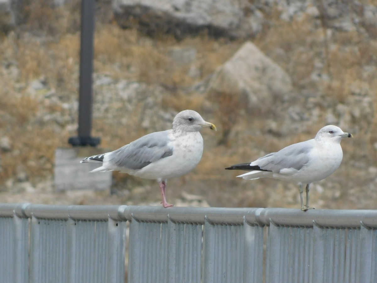 Larus sp. - ML647525606