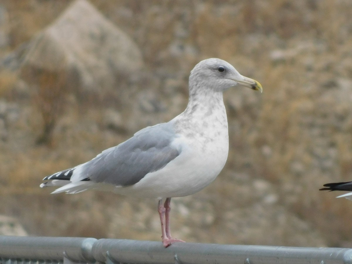 Larus sp. - ML647525607