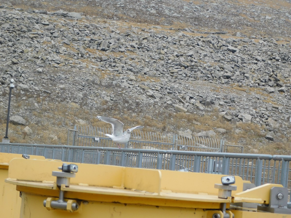 Larus sp. - ML647525608