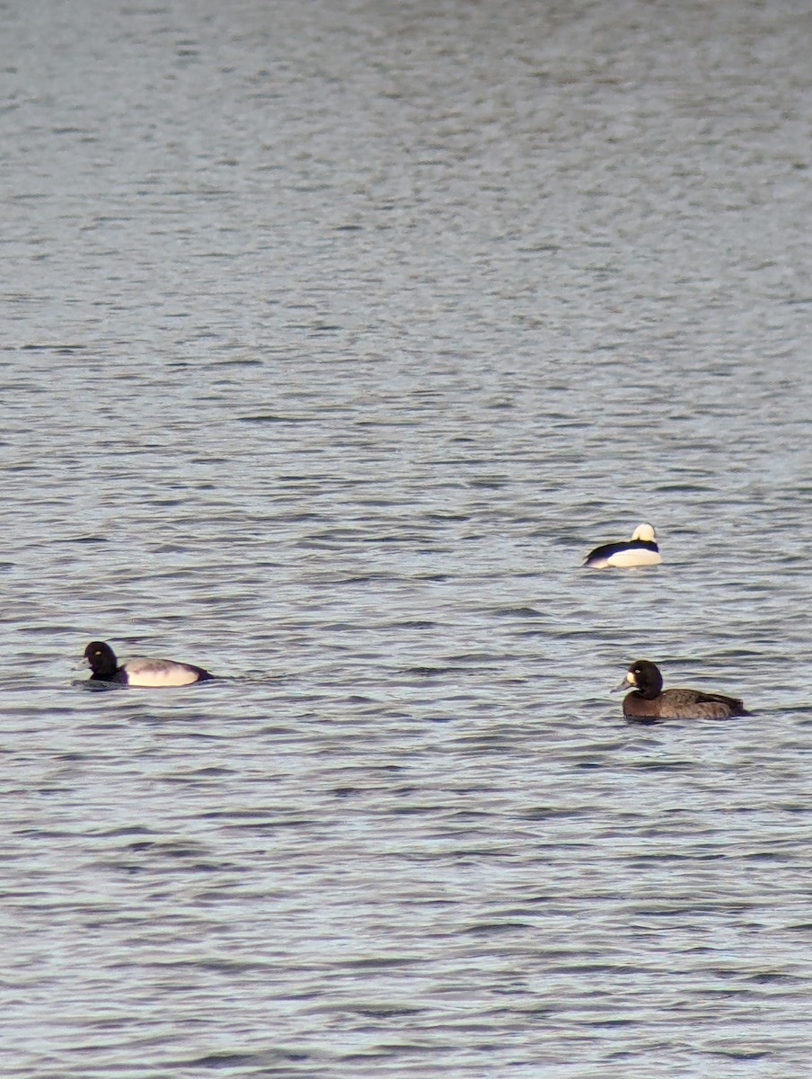 Bufflehead - ML647525609