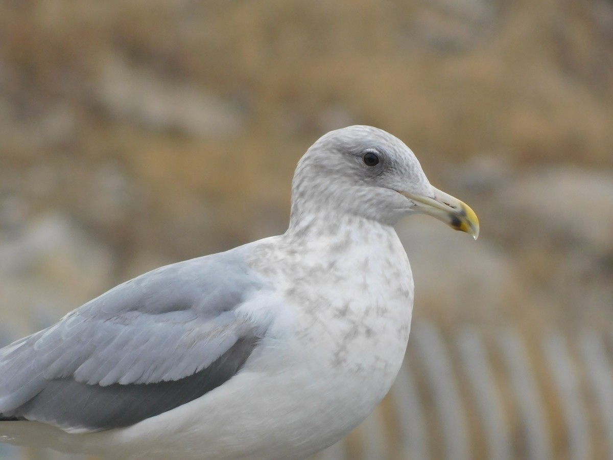 Larus sp. - ML647525610