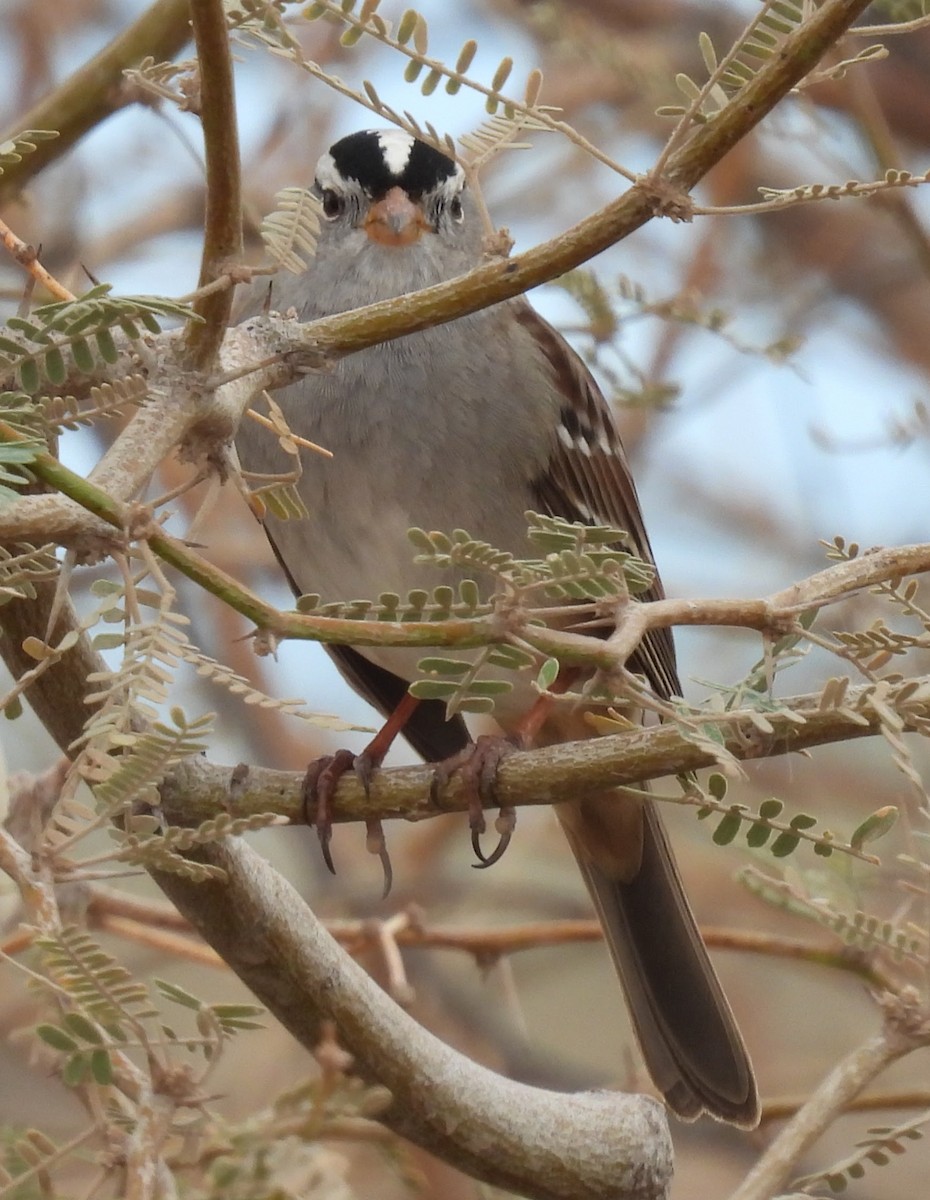 White-crowned Sparrow - ML647525612
