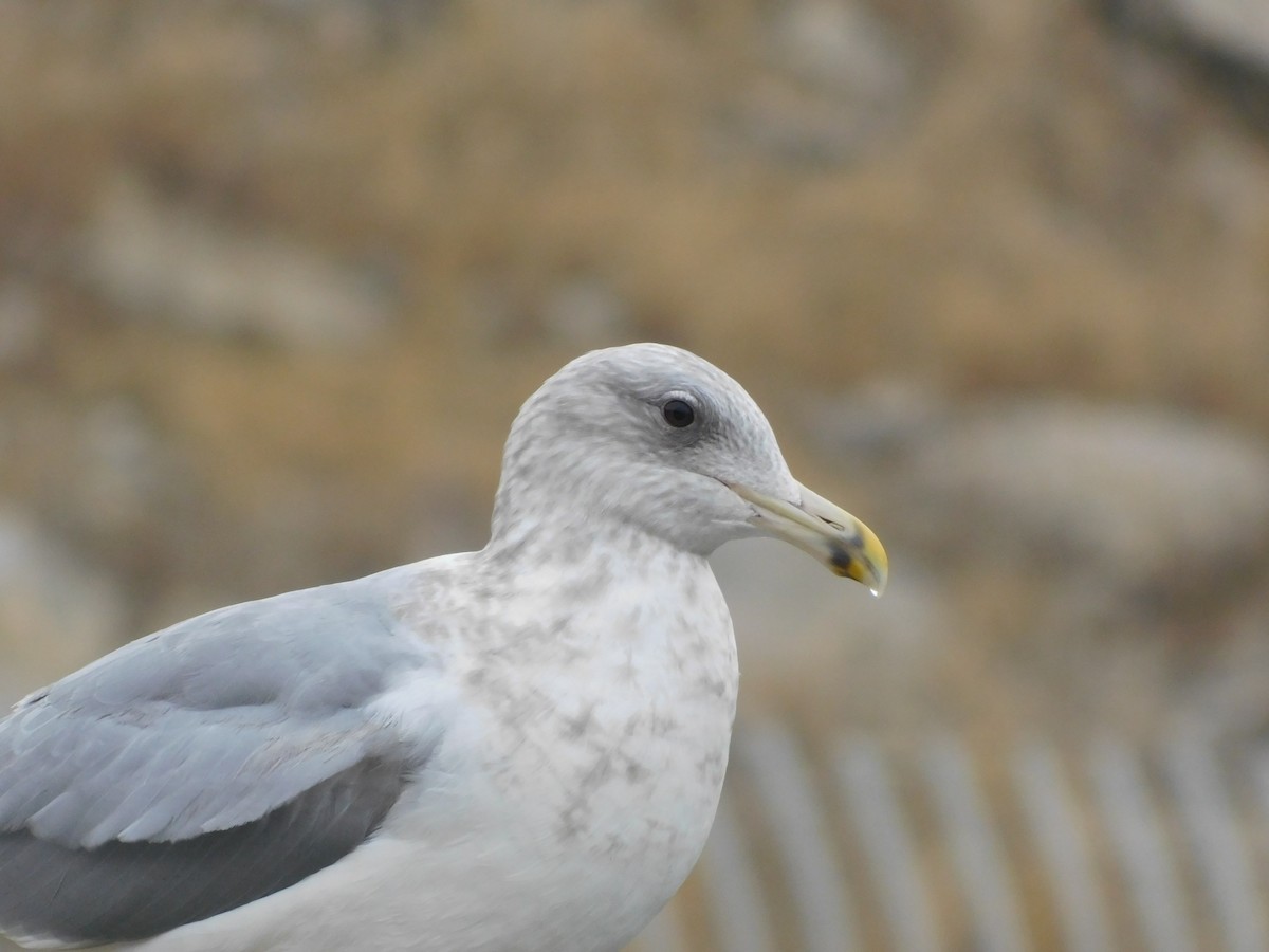 Larus sp. - ML647525614