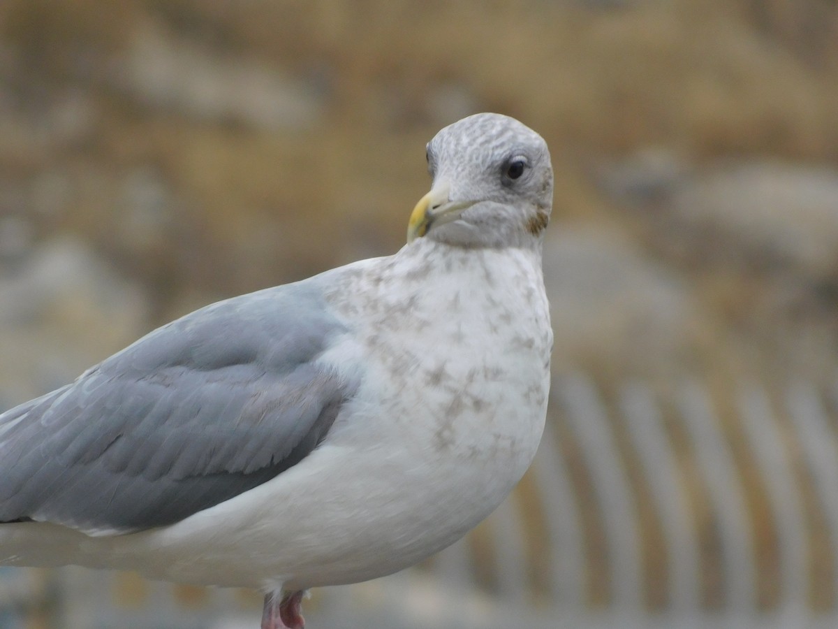 Larus sp. - ML647525615