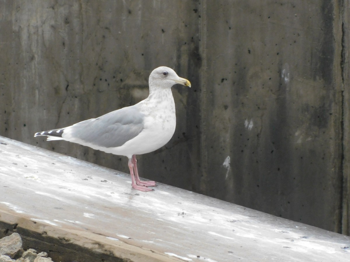 Larus sp. - ML647525616