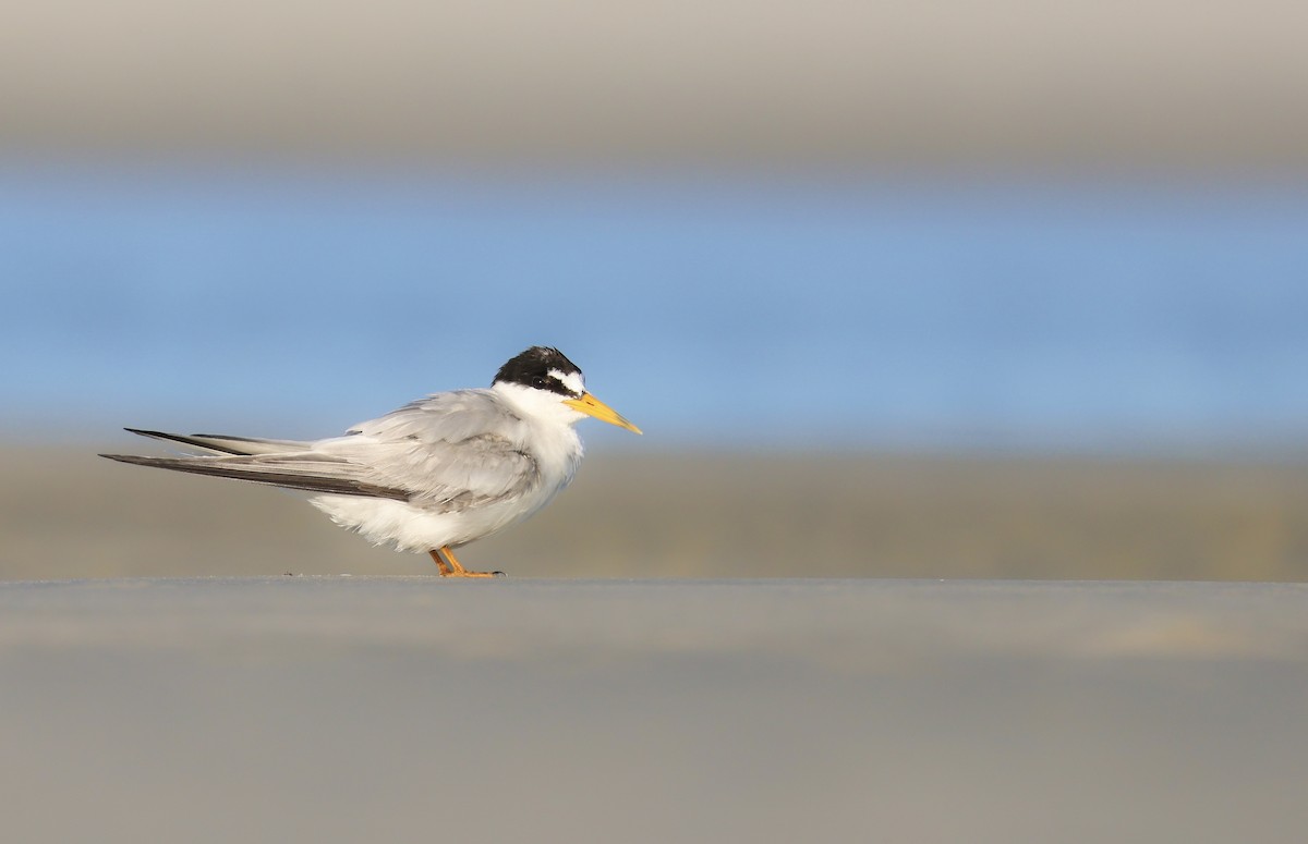 Least Tern - ML647525617