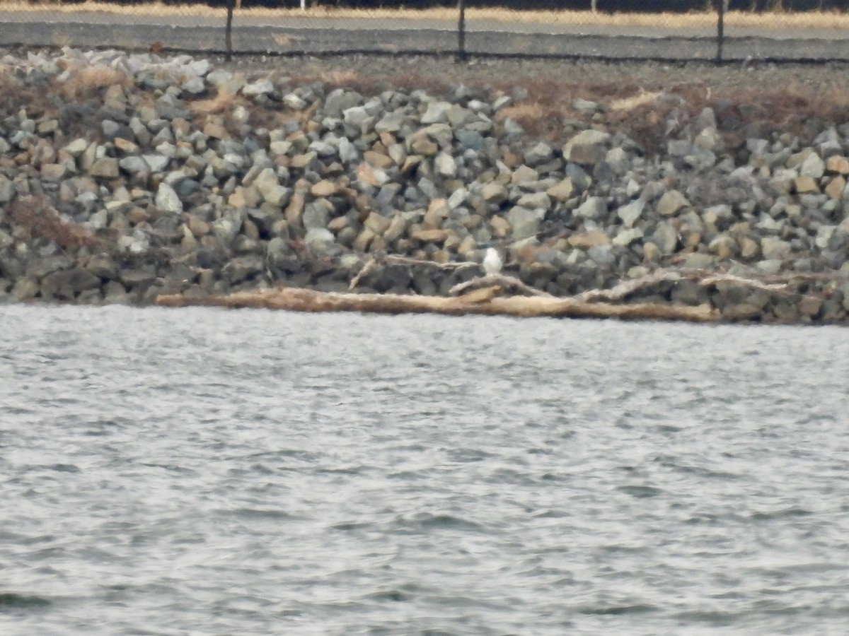 Snowy Owl - ML647525618