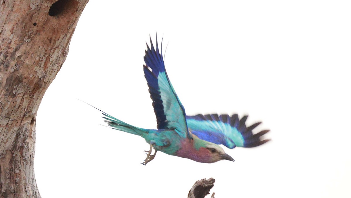 Lilac-breasted Roller - ML647525619