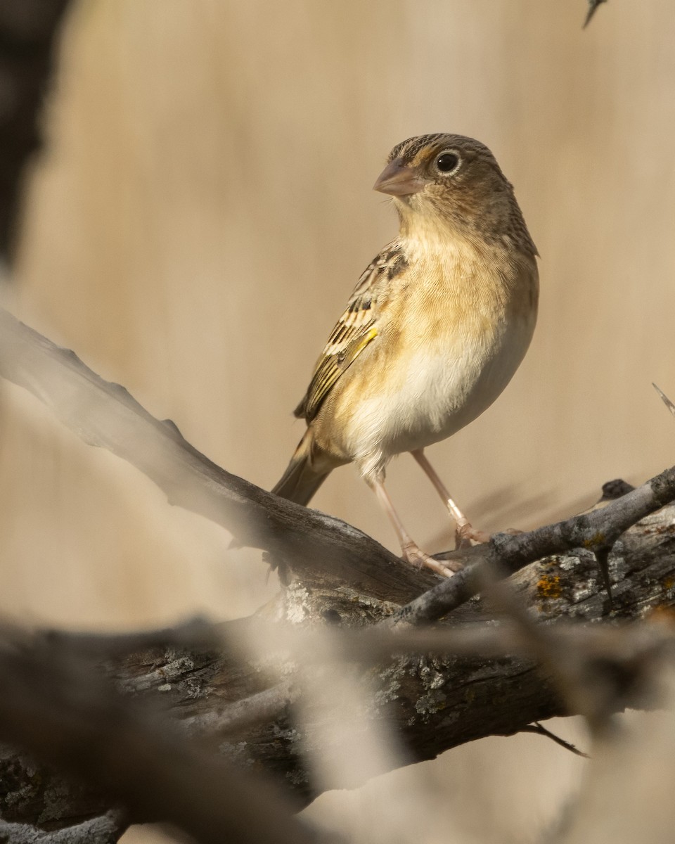 Grasshopper Sparrow - ML647525620