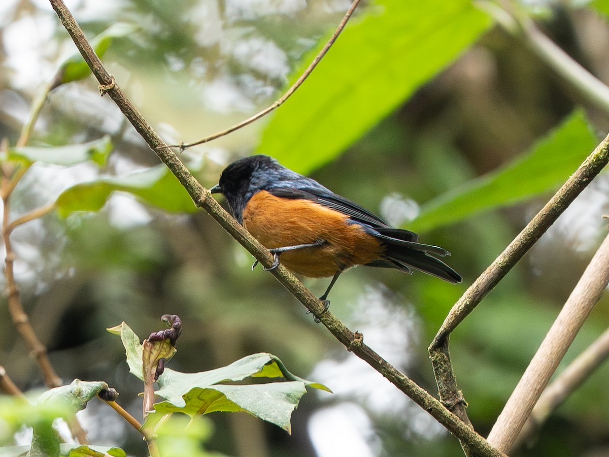 Blue-backed Conebill - ML647525621