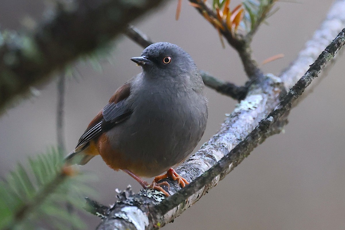 Maroon-backed Accentor - ML647525624