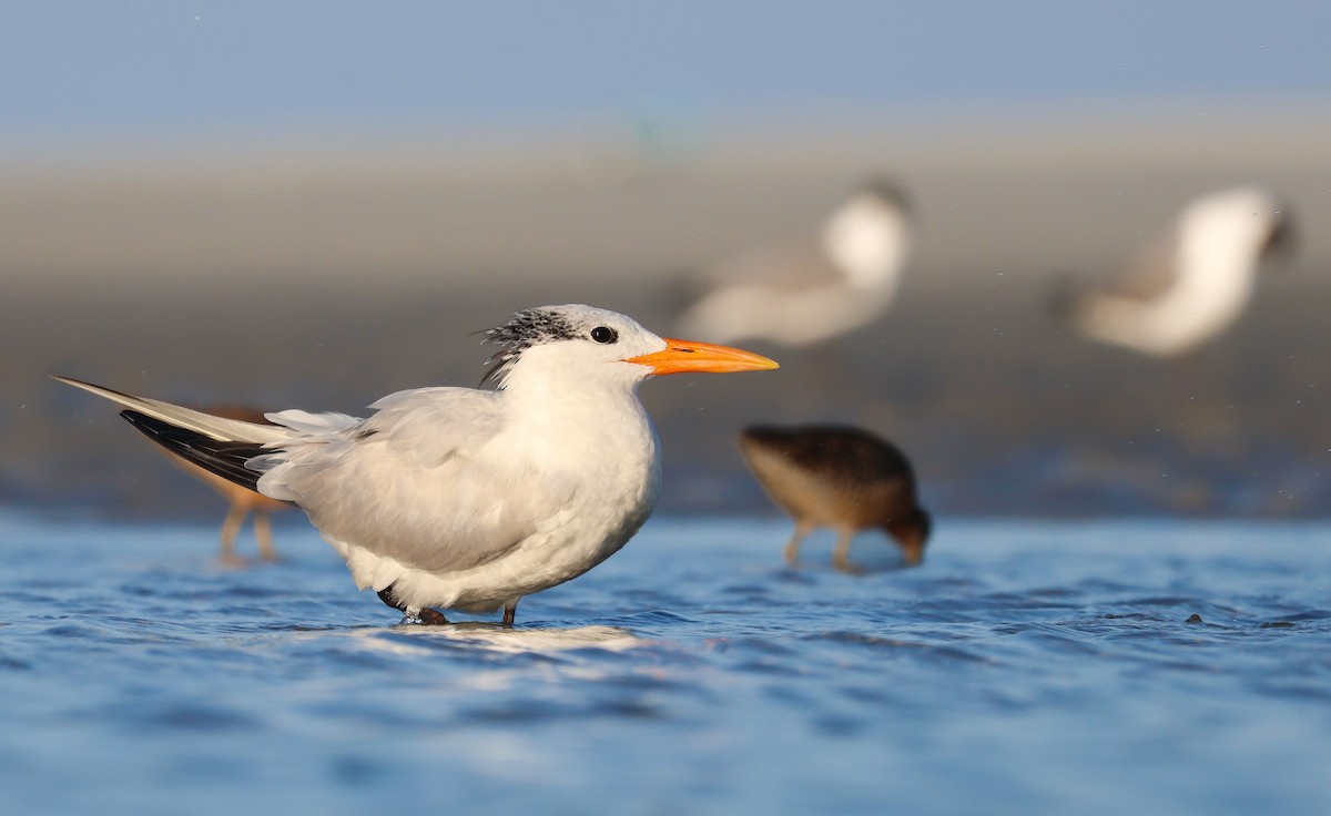 Royal Tern - ML647525625