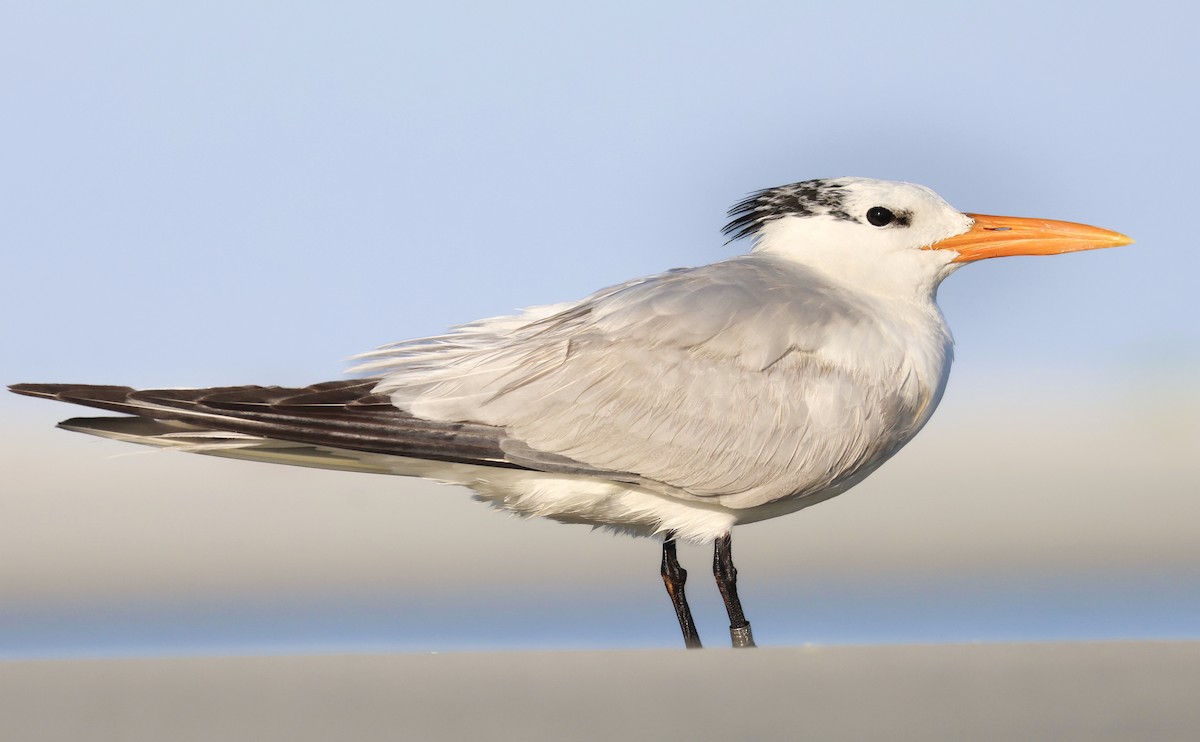 Royal Tern - ML647525626