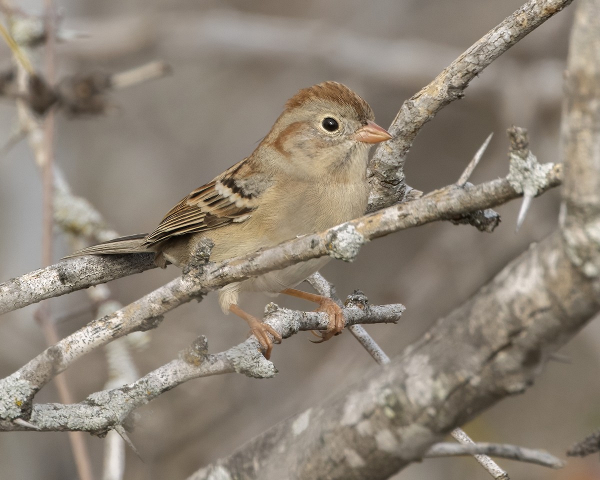 Field Sparrow - ML647525628