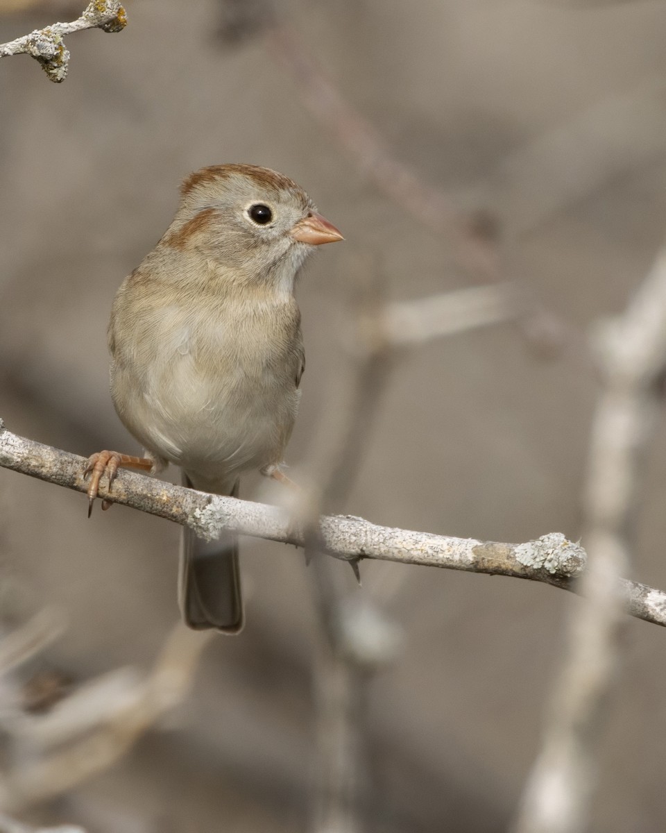 Field Sparrow - ML647525629