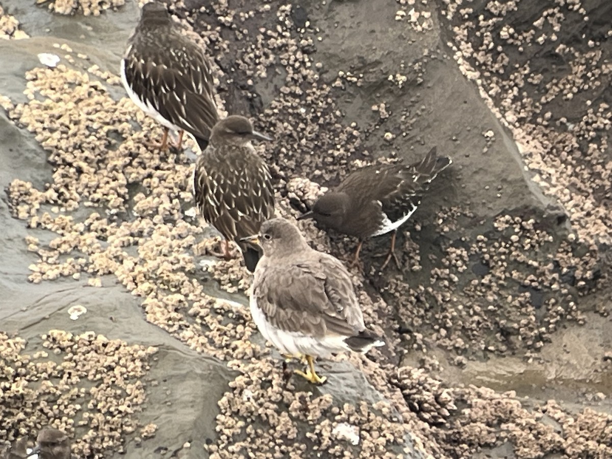 Surfbird - ML647525630