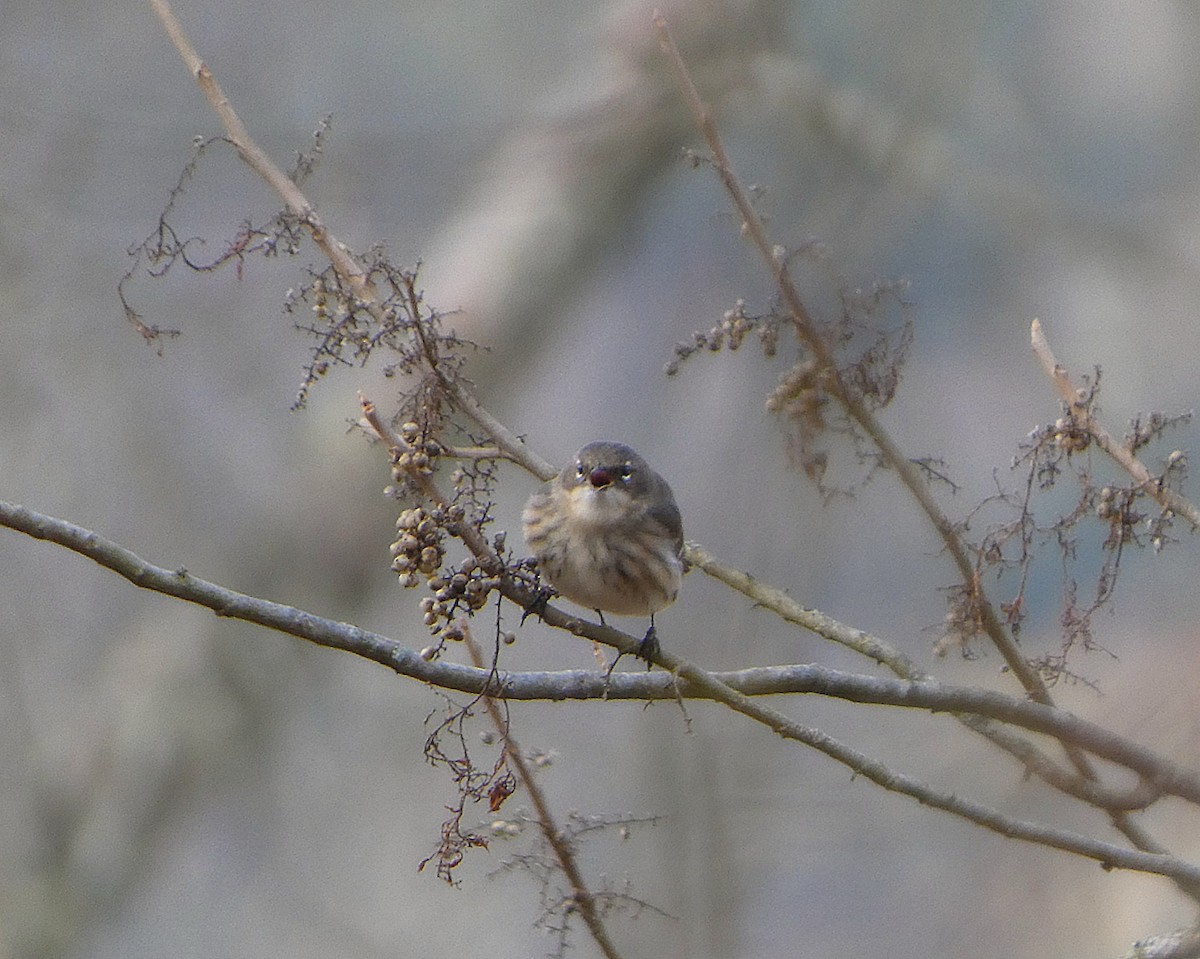 Yellow-rumped Warbler - ML647525632