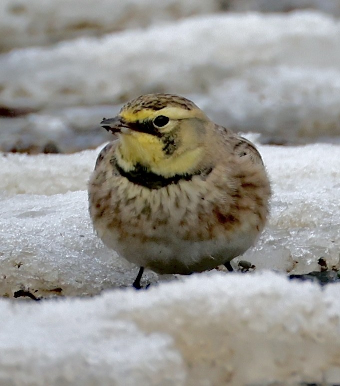 Жайворонок рогатий - ML647525663