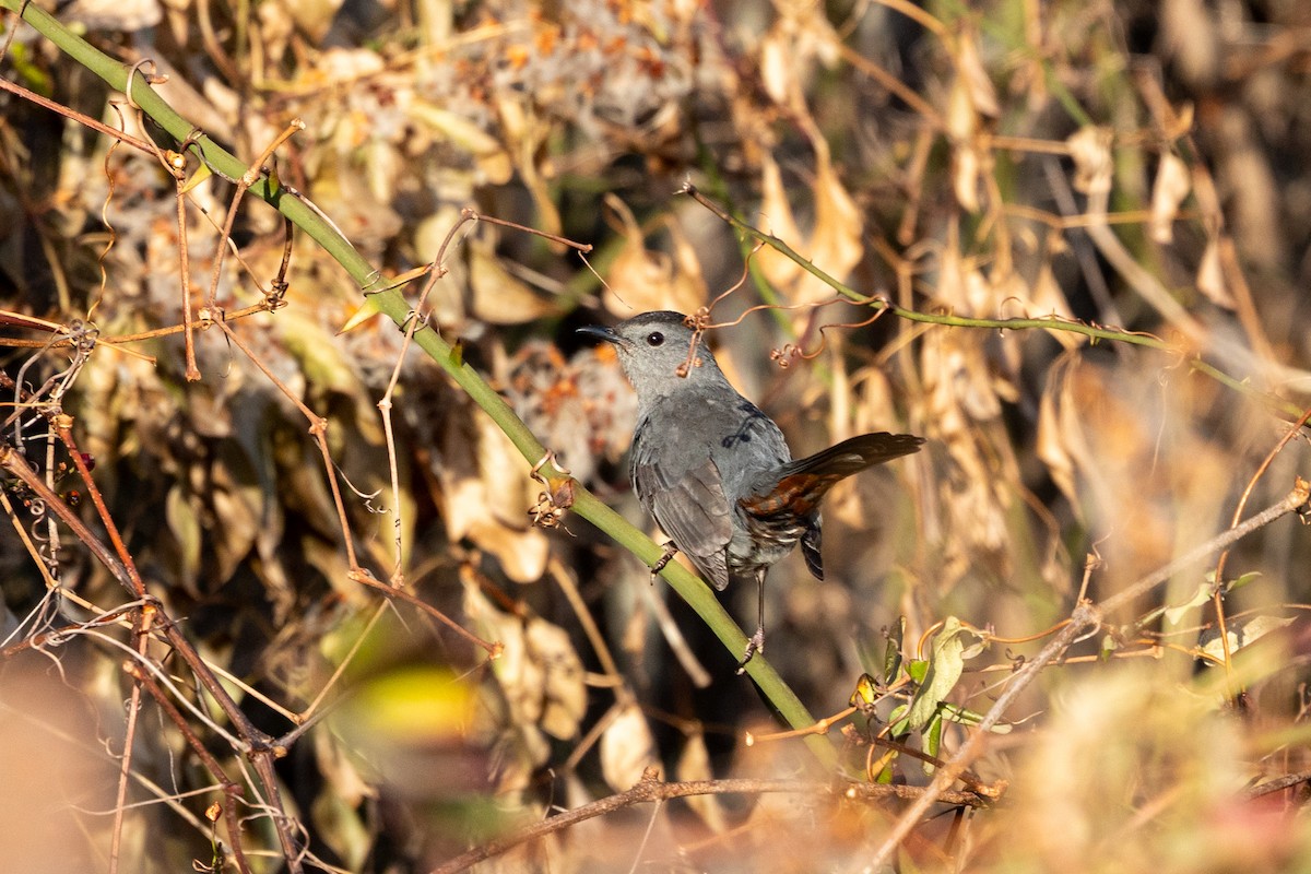 Gray Catbird - ML647525664