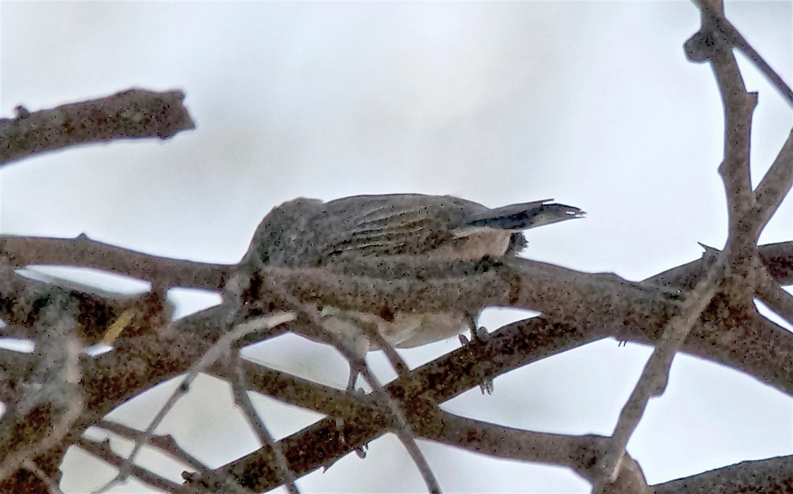 Lesser Honeyguide - ML647525665