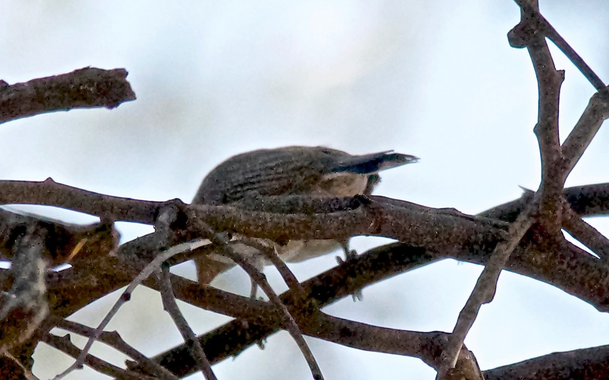 Lesser Honeyguide - ML647525666
