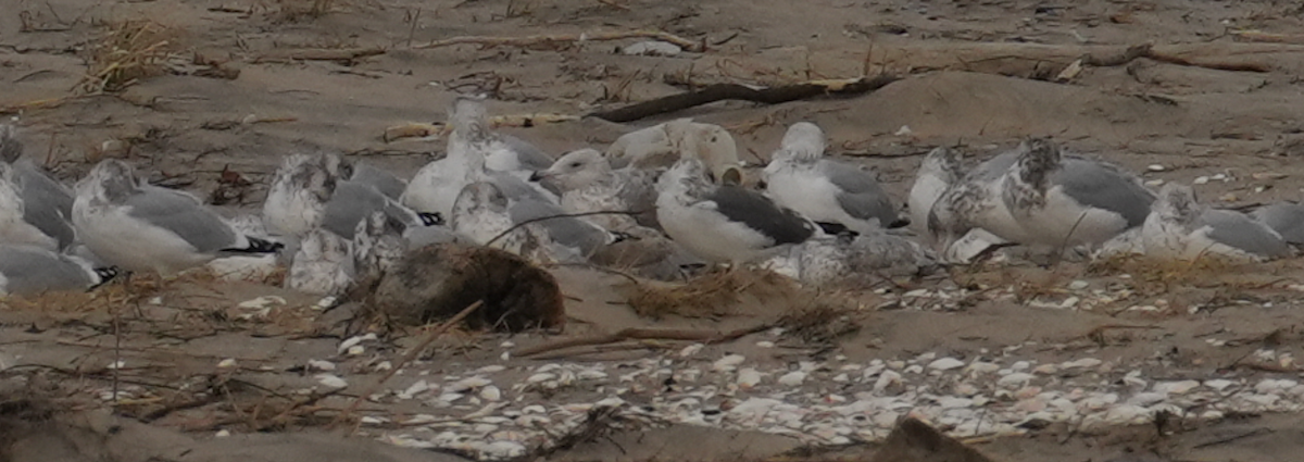 ニシセグロカモメ - ML647525676