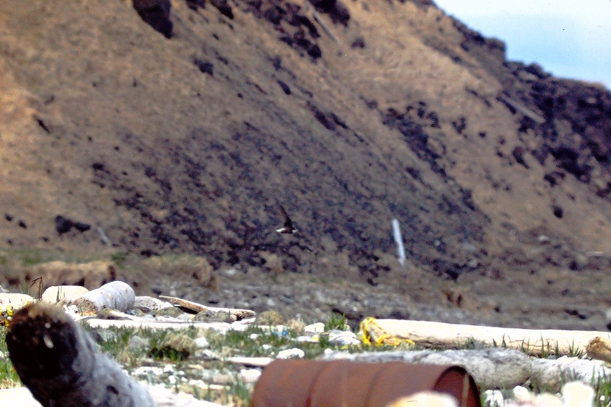 White-throated Needletail - ML647525691