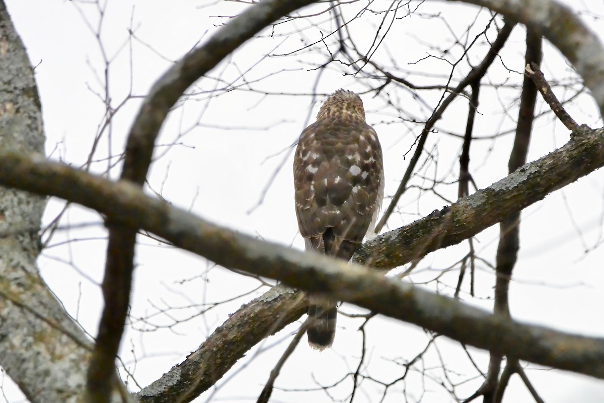 Cooper's Hawk - ML647525719