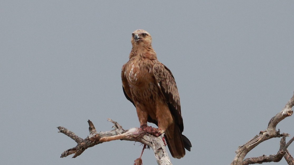 Tawny Eagle - ML647525729